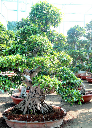 Ficus Nitida Bonsai | Ficus Big size Bonsai | Root Shape Bonsai
