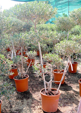Olive Multihead | Multihead Olea Europea 1.0m-1.2m شجرة زيتون