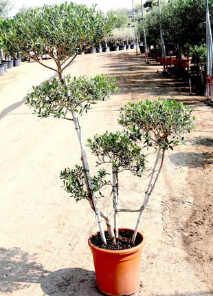 Olive Multihead | Multihead Olea Europea 1.0m-1.2m شجرة زيتون