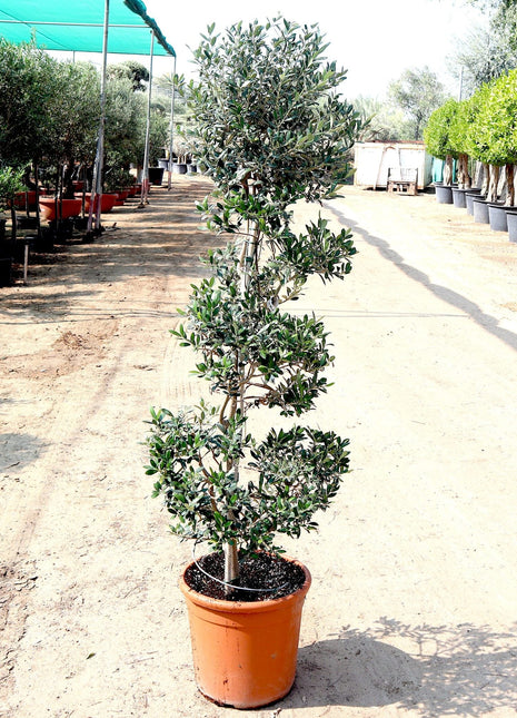 Olive Spiral Shape | Spiral Olea Europea 1.0m-1.2m شجرة زيتون