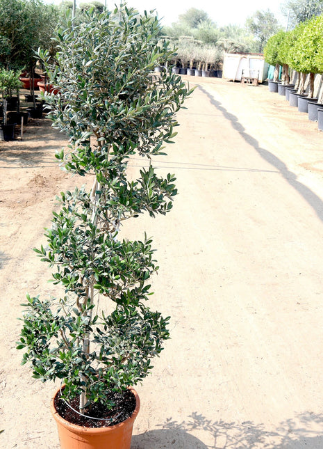 Olive Spiral Shape | Spiral Olea Europea 1.0m-1.2m شجرة زيتون
