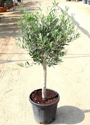 Olive Single Head Bonsai 0.8-1.0m | شجرة زيتون