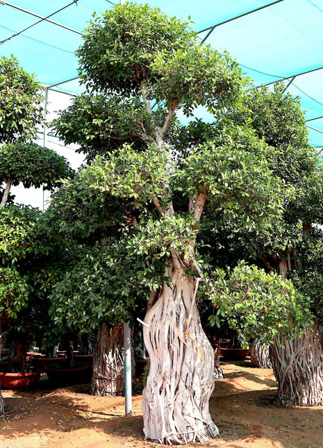 Ficus Nitida Bonsai | Ficus Big size Bonsai | Root Shape Bonsai