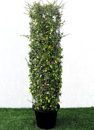 Ehretia Cylindrical Shape &#8220;Ehretia Microphylla&#8221; 1.0m