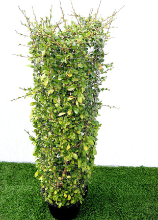 Ehretia Cylindrical Shape &#8220;Ehretia Microphylla&#8221; 1.0m