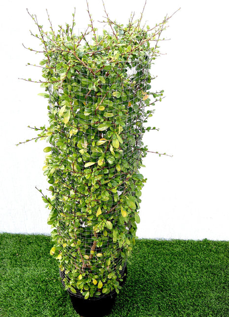 Ehretia Cylindrical Shape &#8220;Ehretia Microphylla&#8221; 1.0m