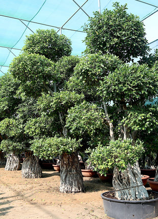 Ficus Nitida Bonsai | Ficus Big size Bonsai | Root Shape Bonsai
