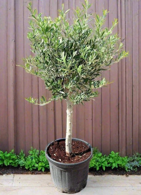 Olive Single Head Bonsai 0.8-1.0m | شجرة زيتون