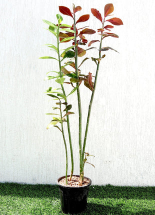 Euphorbia Grantii &#8220;Rubra&#8221; | African Milk Bush 0.8-1.0m