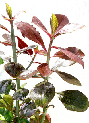 Euphorbia Grantii &#8220;Rubra&#8221; | African Milk Bush 0.8-1.0m