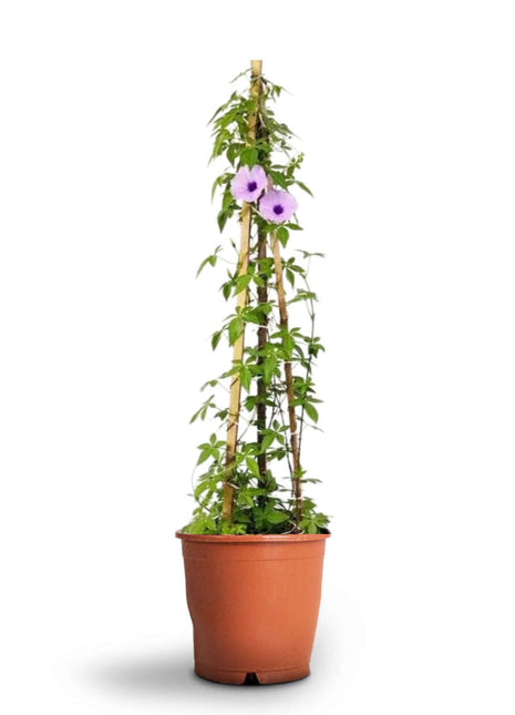 Ipomoea Cairica, Cairo Morning Glory or Coast Morning Glory 0.8-0.1m