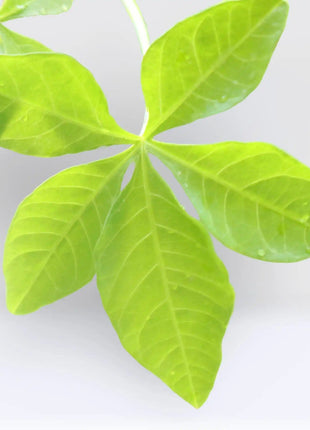 Ipomoea Cairica, Cairo Morning Glory or Coast Morning Glory 0.8-0.1m