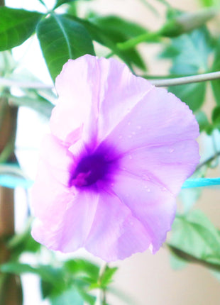 Ipomoea Cairica, Cairo Morning Glory or Coast Morning Glory 0.8-0.1m