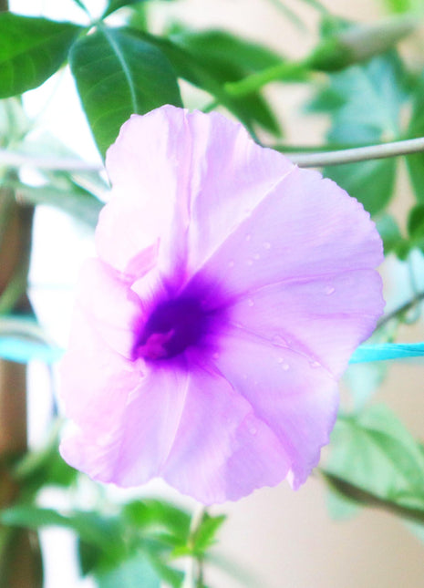 Ipomoea Cairica, Cairo Morning Glory or Coast Morning Glory 0.8-0.1m