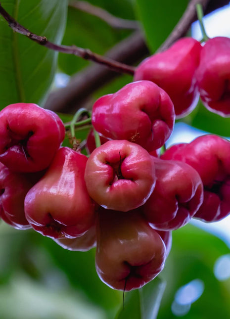 Water Apple Thai | Chambakka | Pani Seb | تفاحة الماء