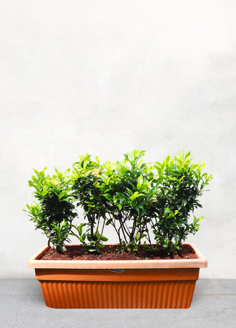 Ixora Chinensis | Yellow Flower