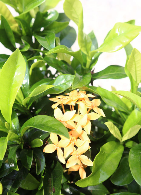 Ixora Chinensis | Yellow Flower