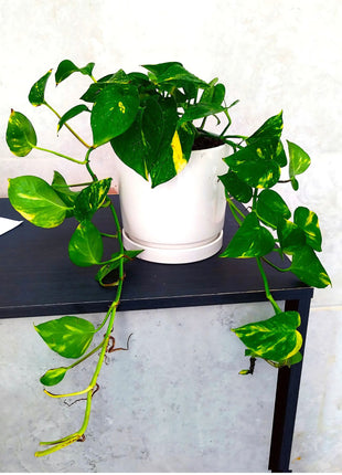 Variegated Hanging Money Plant &#8220;Epipremnum Aureum&#8221;