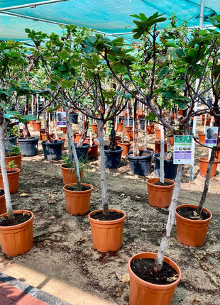 Ficus Carica "Fig Tree" شجرة التين