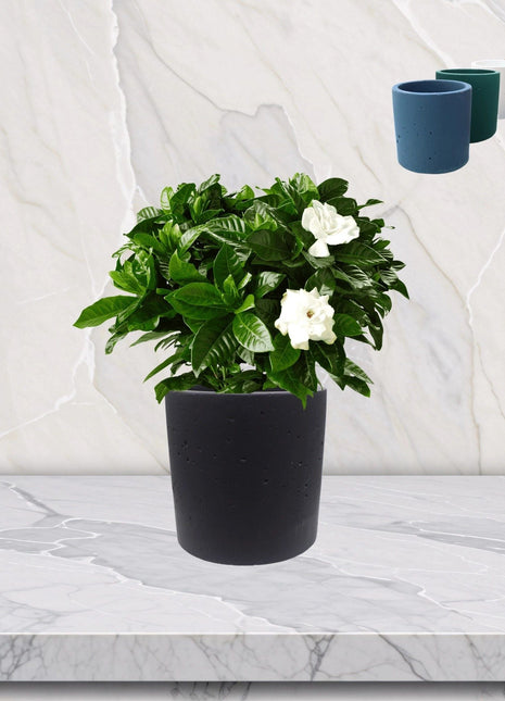 Round Plant Pot &#8220;Small&#8221;