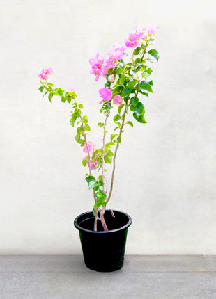 Bougainvillea Cocoice &#8220;Coconut Ice (Without stake)