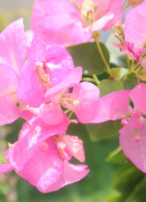 Bougainvillea Cocoice &#8220;Coconut Ice (Without stake)