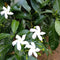 Tabernaemontana  Chinensis | Crepe Jasmine