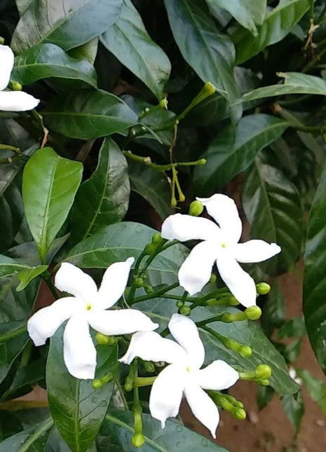 Tabernaemontana  Chinensis | Crepe Jasmine