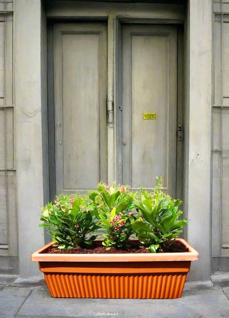 Euphorbia Millii Or Crown of Thorns 25 – 35cm | Cosmoplast Planter