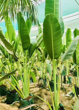 Ravenala Madagascariensis &#8220;Traveller&#8217;s Palm&#8221;