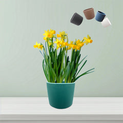 Round Tulip Pot