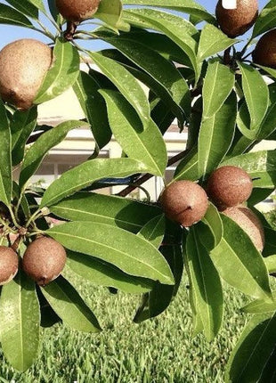 Chickoo Ball 1.0 &#8211; 1.2m