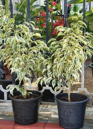 Ficus benjamina variegata &#8220;Variegated Weeping Fig&#8221; 35 &#8211; 50cm