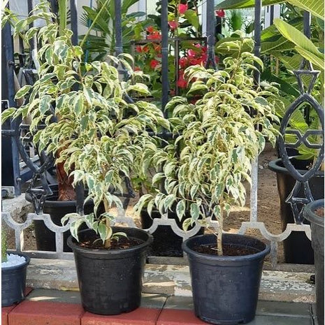 Ficus benjamina variegata &#8220;Variegated Weeping Fig&#8221; 35 &#8211; 50cm