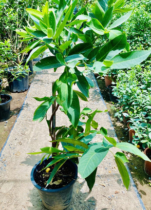 Water Apple Thai | Chambakka | Pani Seb | تفاحة الماء