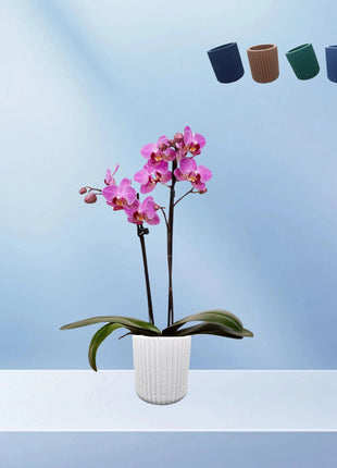 Sharon Ribbed Flower Pot