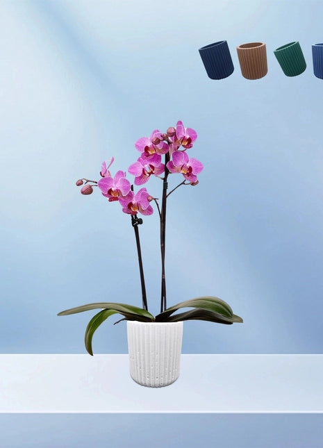 Sharon Ribbed Flower Pot