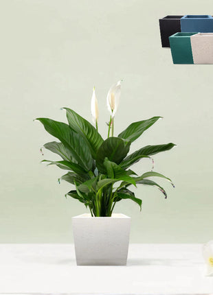 Square Orchid Pot &#8220;Small&#8221;