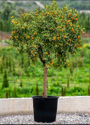 Citrus Fortunella margarita Mature  Tree &#8220;Kumquat&#8221;