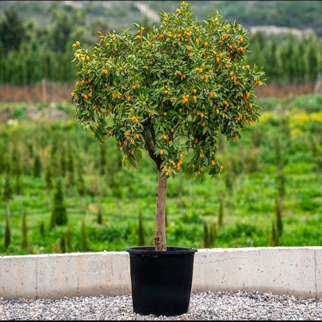 Citrus Fortunella margarita Mature  Tree &#8220;Kumquat&#8221;