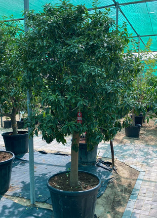 Citrus Fortunella margarita Mature  Tree &#8220;Kumquat&#8221;