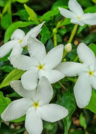 Tabernaemontana  Chinensis | Crepe Jasmine