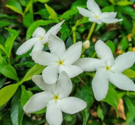 Tabernaemontana  Chinensis | Crepe Jasmine