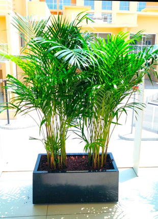 Areca Palms Outdoor In Fiber Glass Pot (GRP)(70x30x30)