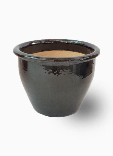 Bambusa ventricosa or Buddha&#8217;s Belly Bamboo