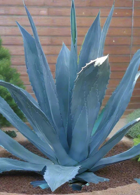 Agave Americana Dark Green or Century Plant