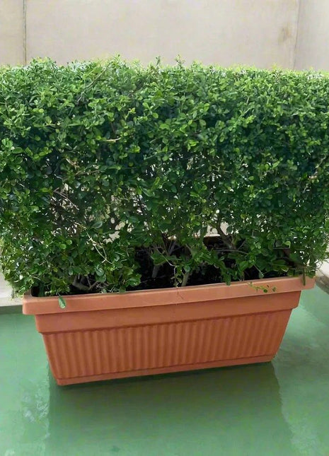 Ehretia Microphylla Buxus Wall Shaped 80x30x80cm