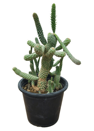 Austrocylindropuntia Subulata (Eve&#8217;s Needle Cactus)