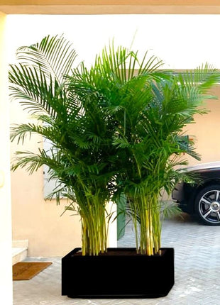Areca Palms Outdoor In Fiber Glass Pot (GRP)(70x30x30)