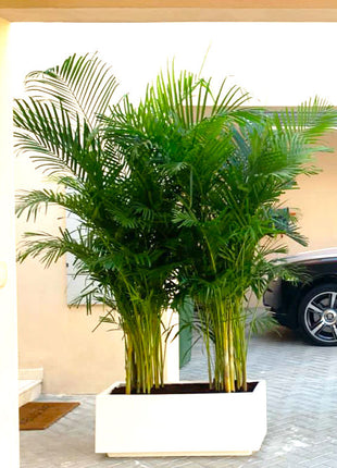 Areca Palms Outdoor In Fiber Glass Pot (GRP)(70x30x30)